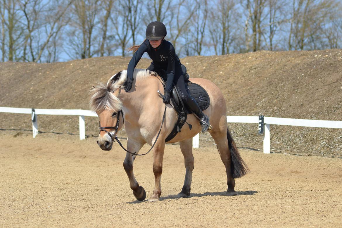 Fjordhest Mille hellumlund billede 12
