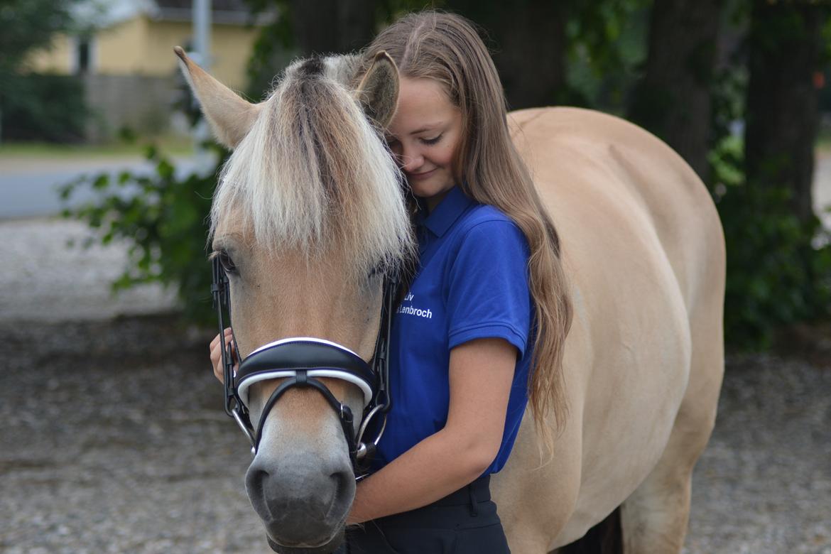 Fjordhest Mille hellumlund billede 16