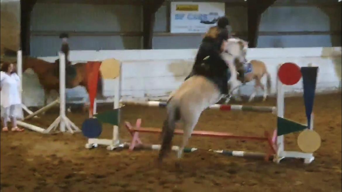 Fjordhest Mille hellumlund - 90cm billede 15