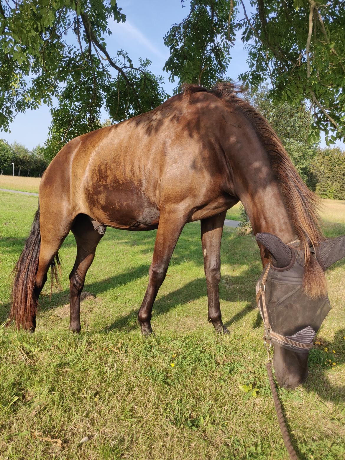 Anden særlig race Amadéo SNG billede 10