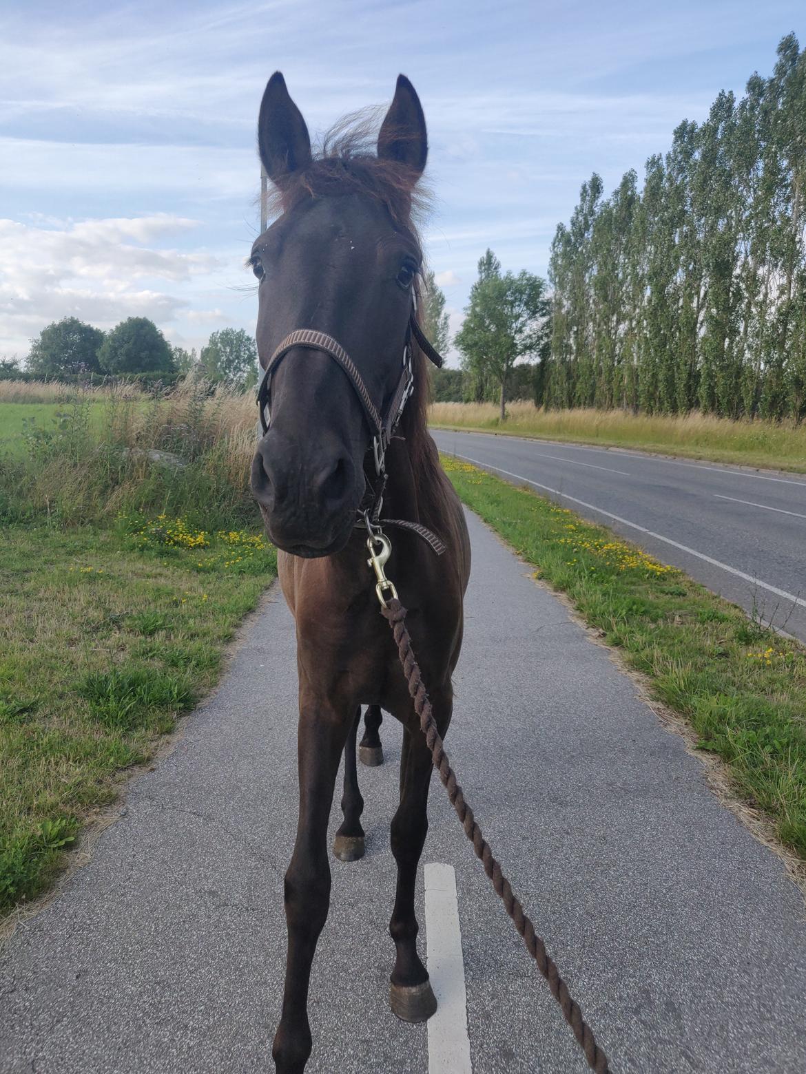 Anden særlig race Amadéo SNG billede 13