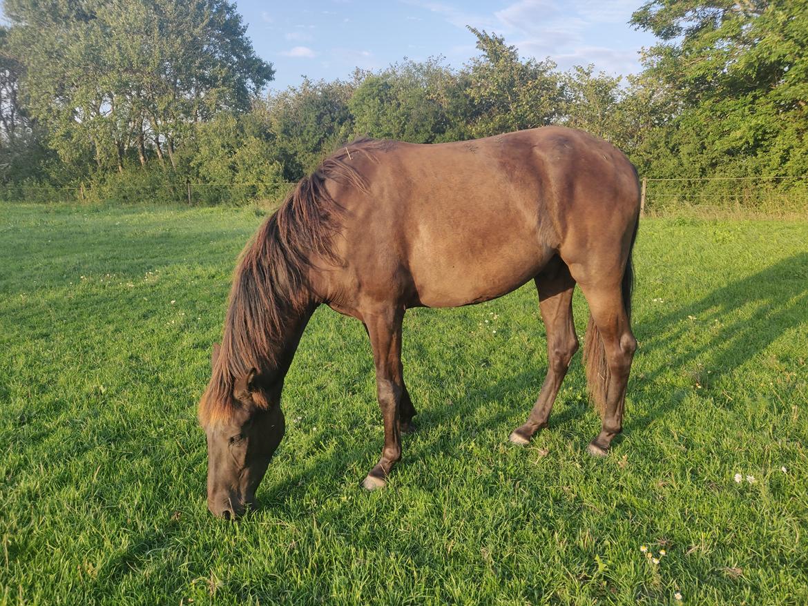 Anden særlig race Amadéo SNG billede 12