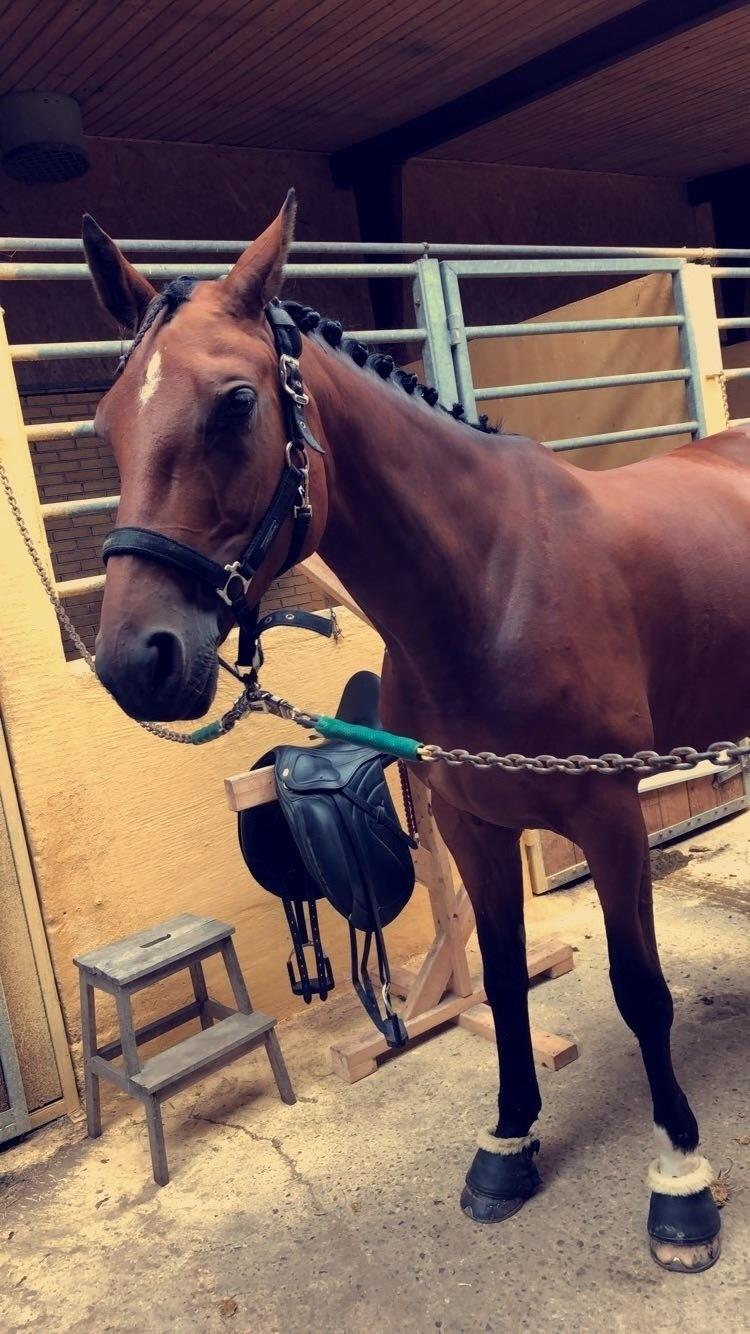 Dansk Varmblod Patchouli billede 7