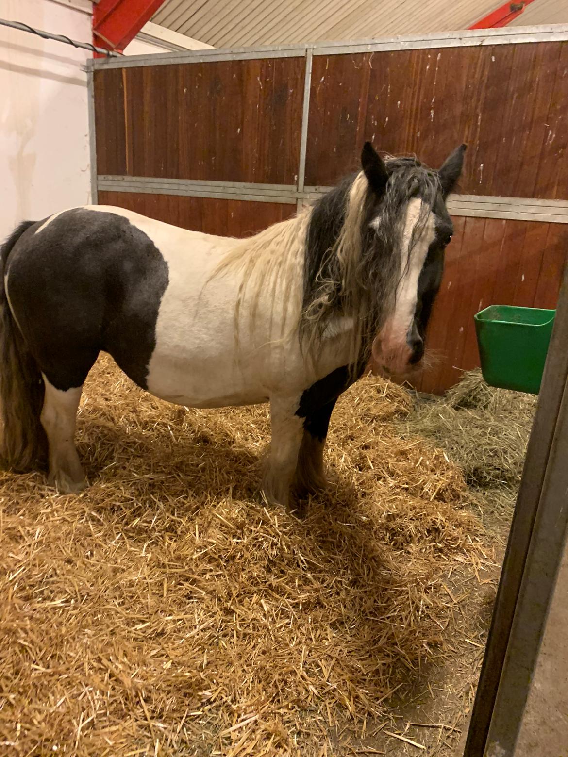 Irish Cob Harmony * Solgt * billede 2