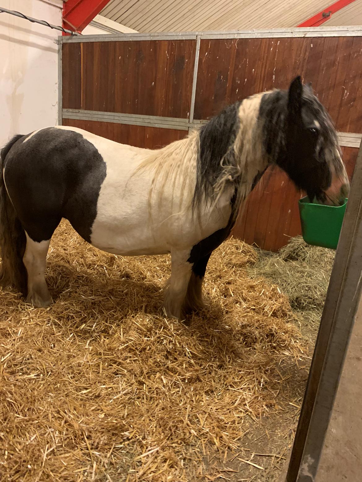 Irish Cob Harmony * Solgt * billede 1