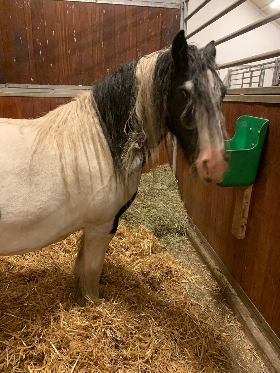 Irish Cob Harmony * Solgt * billede 3