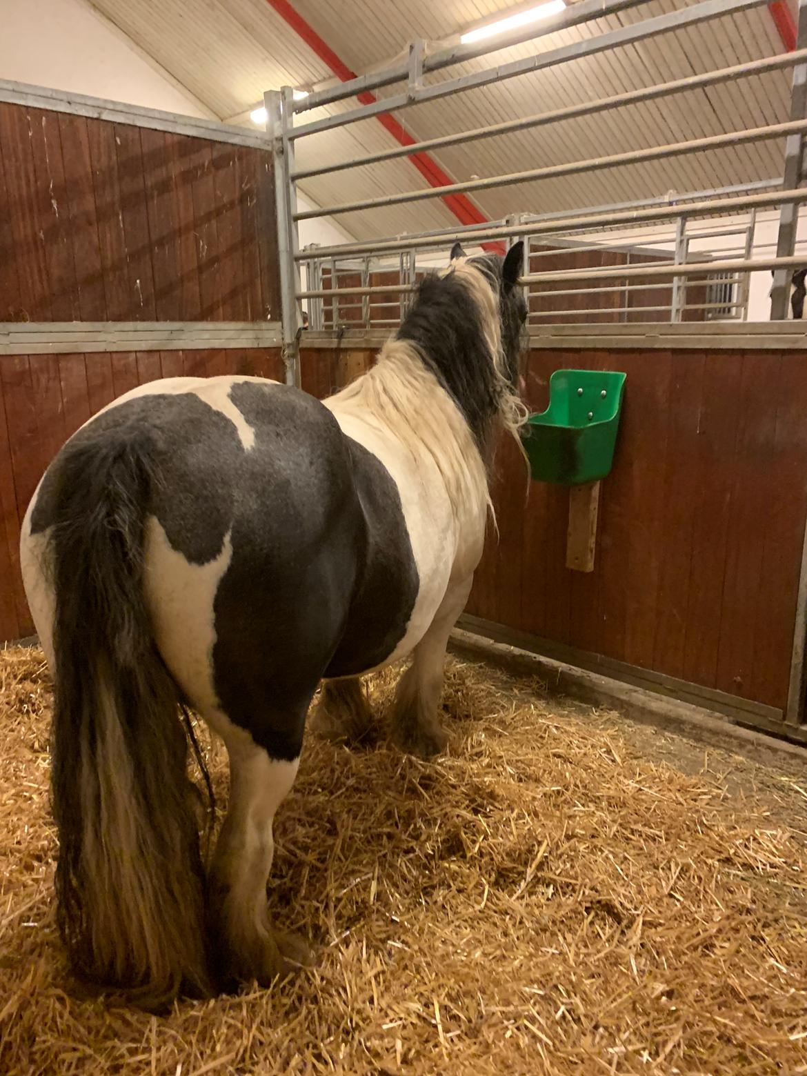 Irish Cob Harmony * Solgt * billede 10