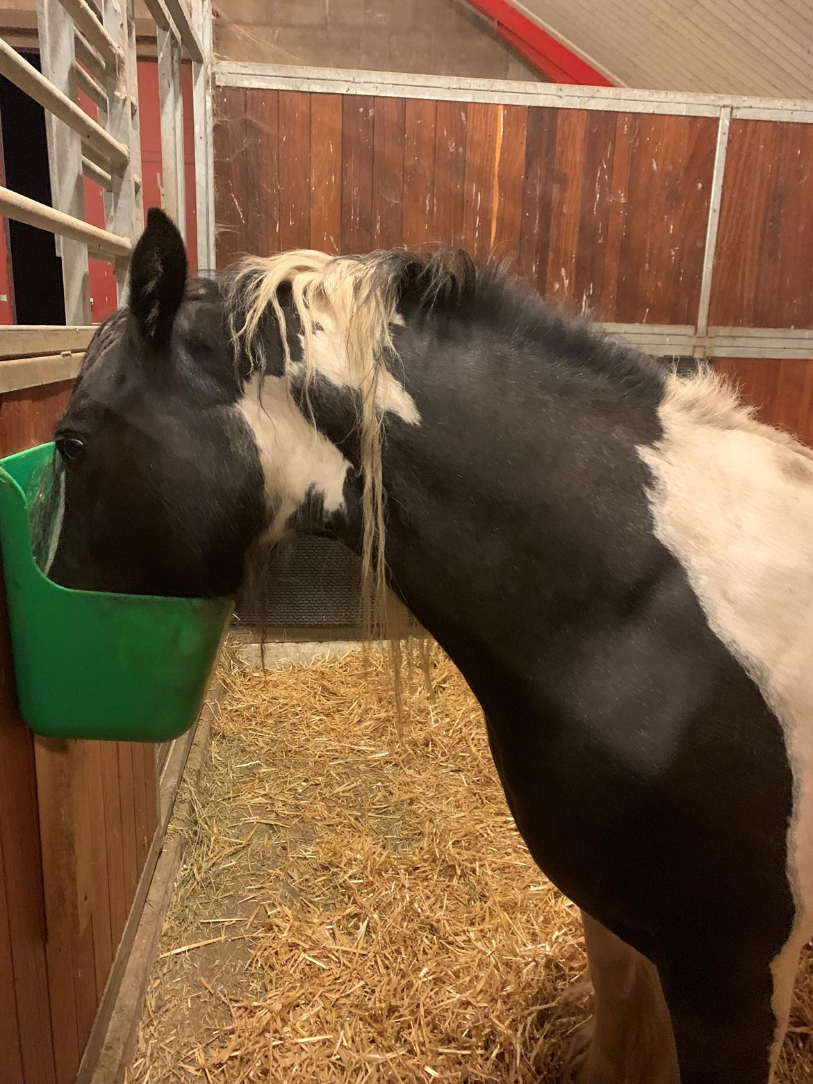 Irish Cob Harmony * Solgt * billede 11