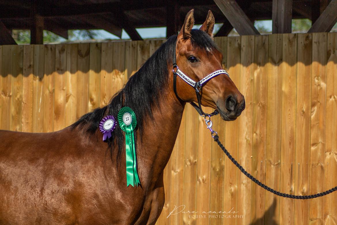 Hispano Araber Skovly's Athena billede 13