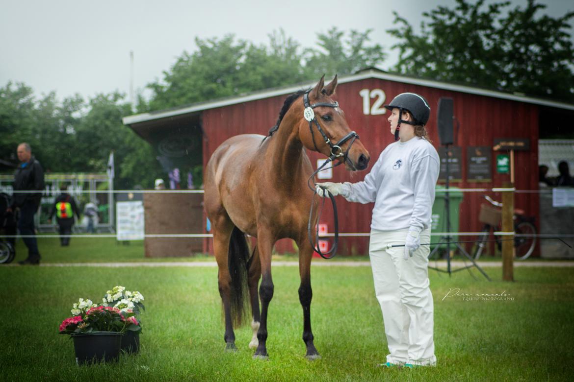 Hispano Araber Skovly's Athena billede 15