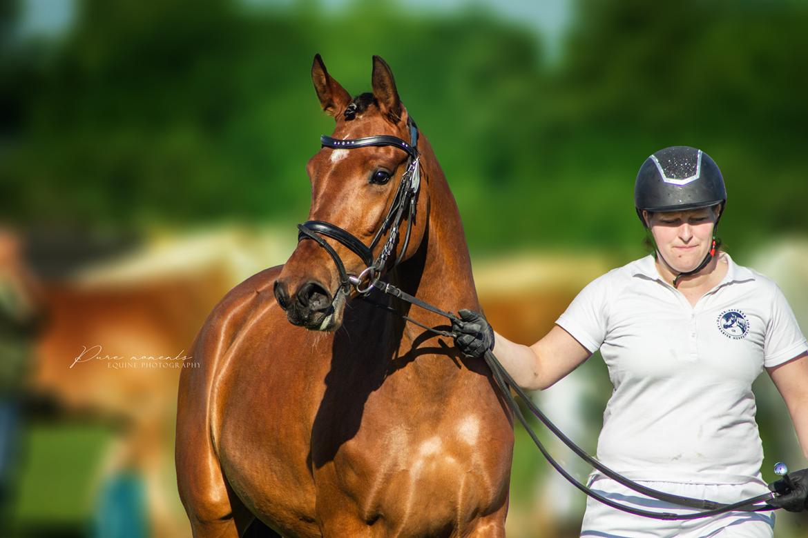 Hispano Araber Skovly's Athena billede 14