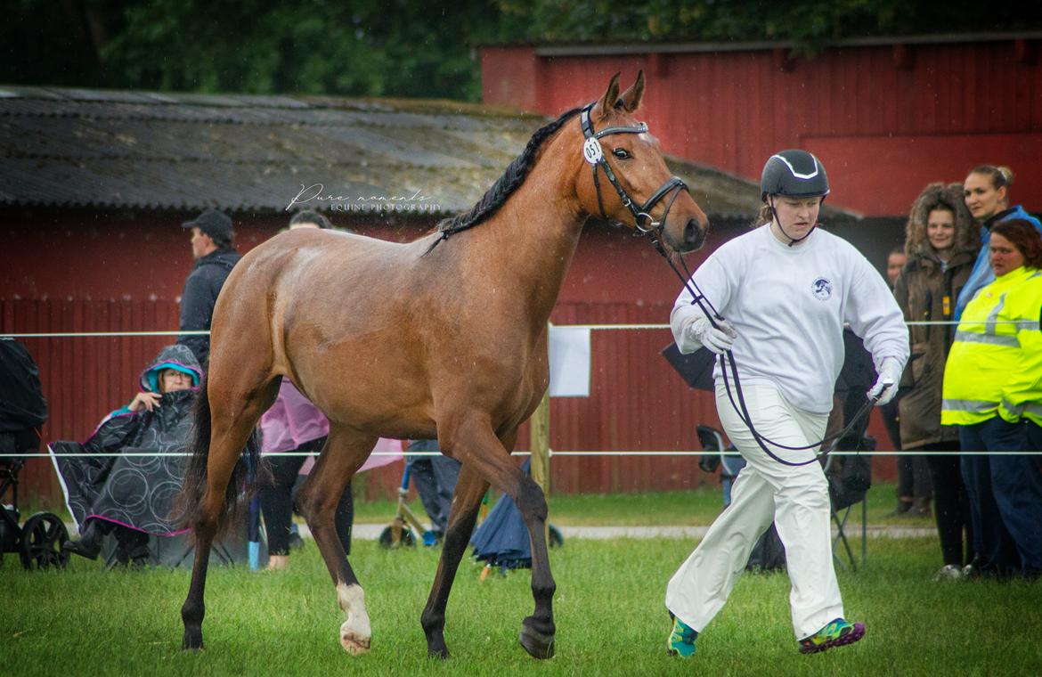 Hispano Araber Skovly's Athena billede 16