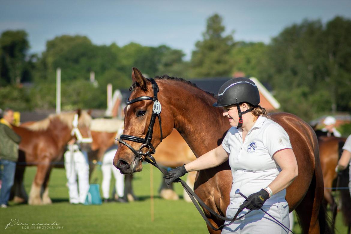 Hispano Araber Skovly's Athena billede 17