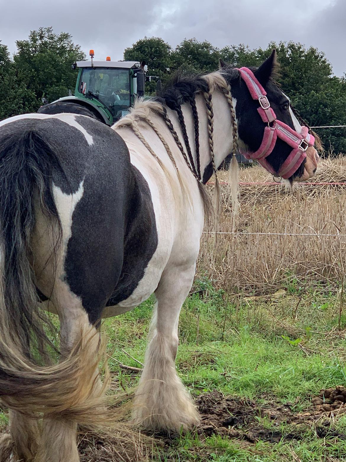 Irish Cob Harmony * Solgt * billede 12