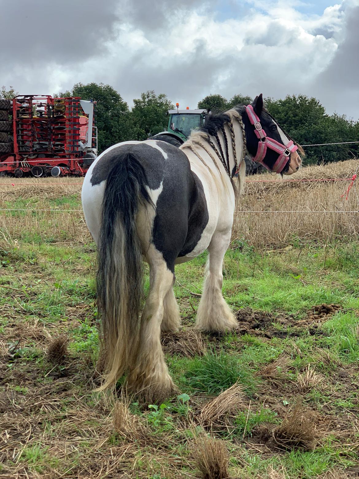 Irish Cob Harmony * Solgt * billede 13