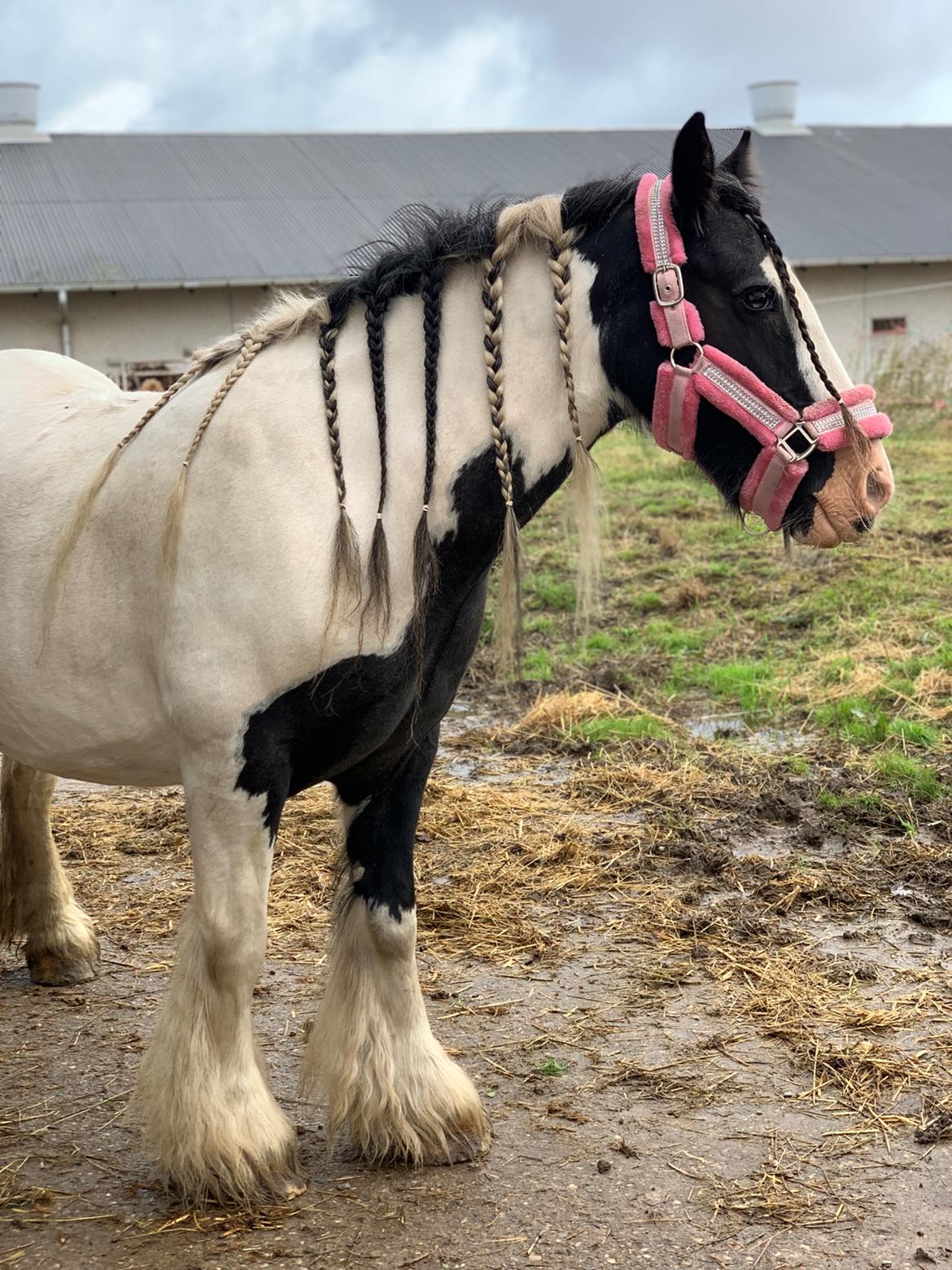 Irish Cob Harmony * Solgt * billede 14