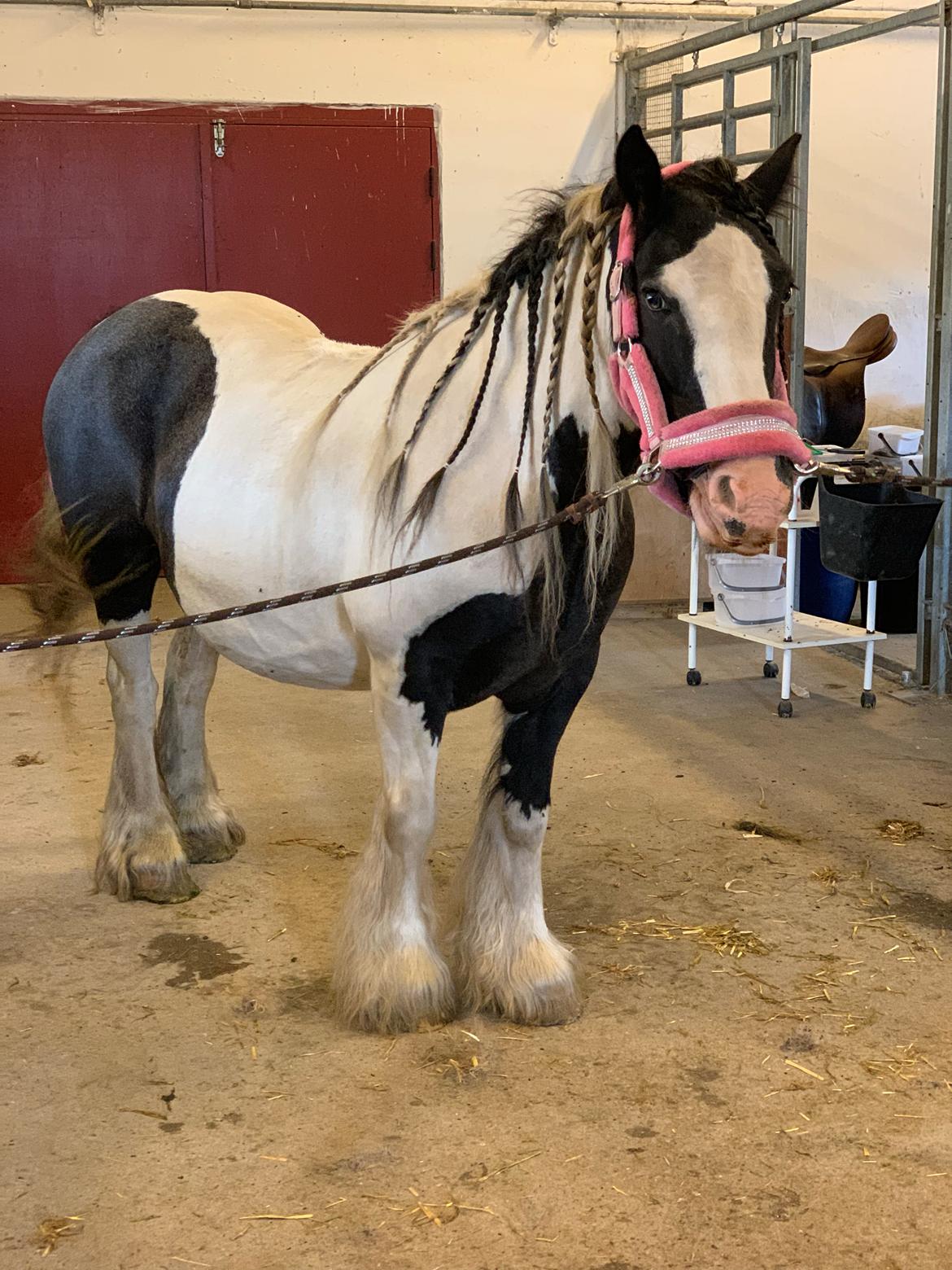 Irish Cob Harmony * Solgt * billede 16