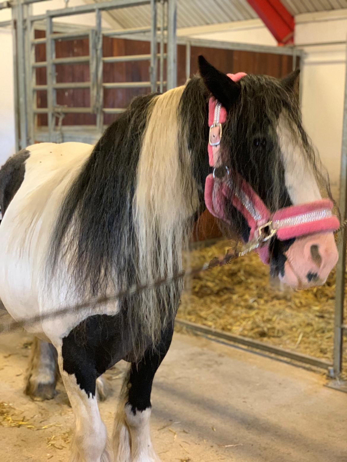 Irish Cob Harmony * Solgt * billede 18