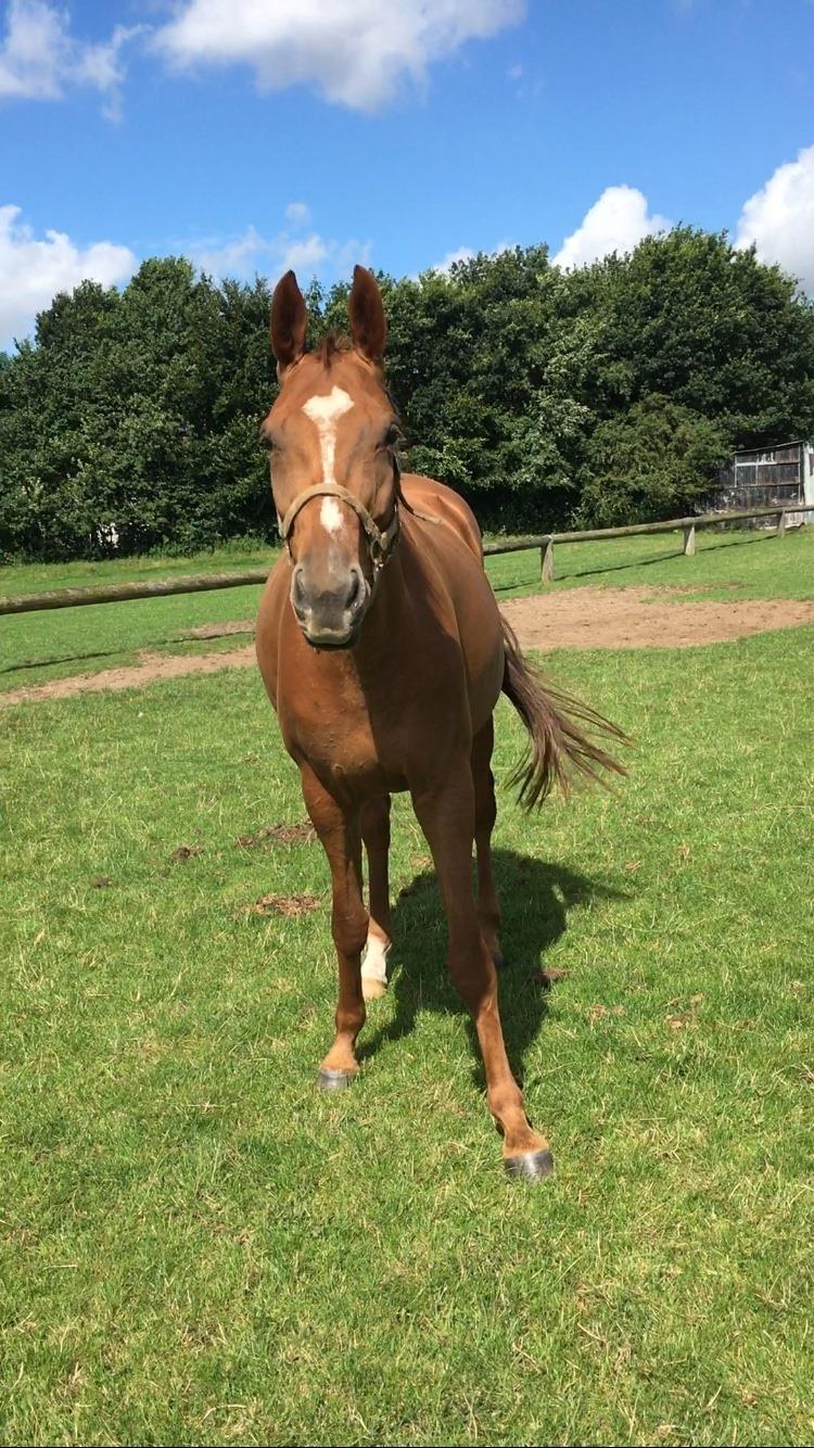 Hannoveraner Hot Zarina billede 1