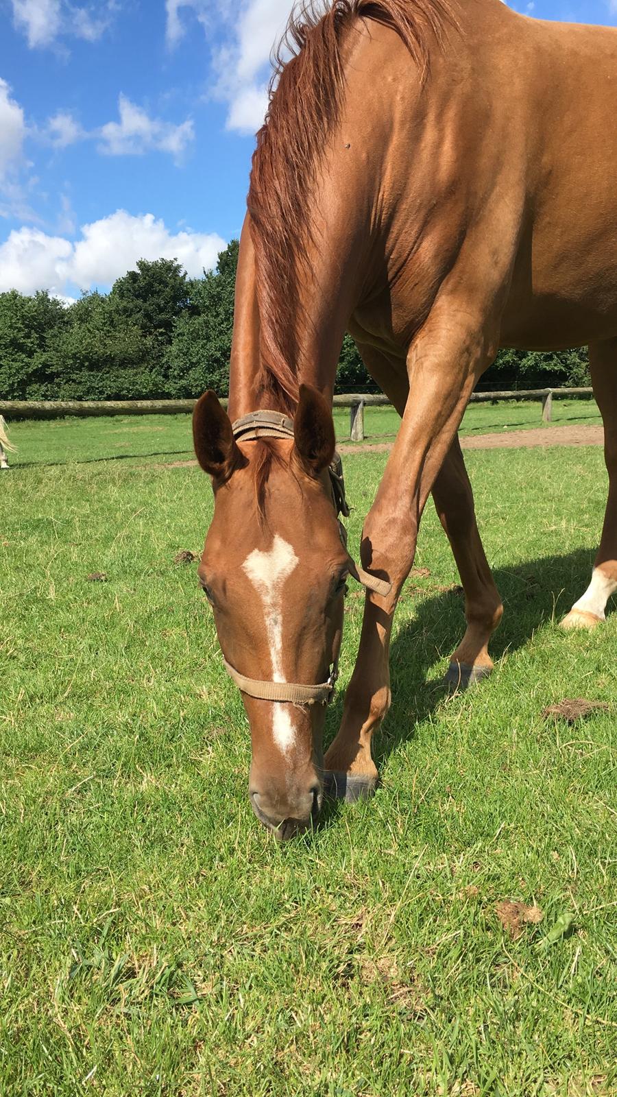 Hannoveraner Hot Zarina billede 3