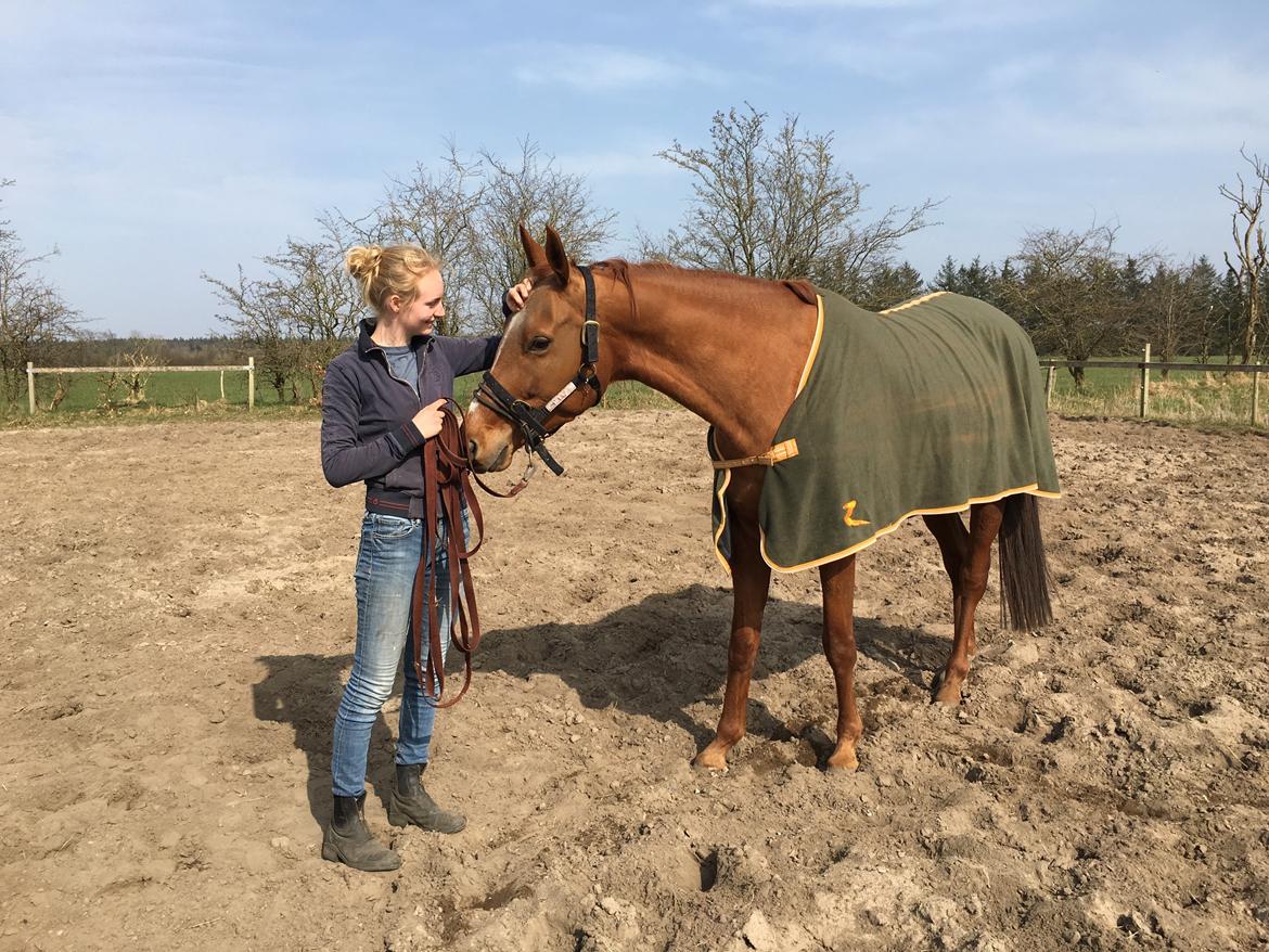 Hannoveraner Hot Zarina billede 4