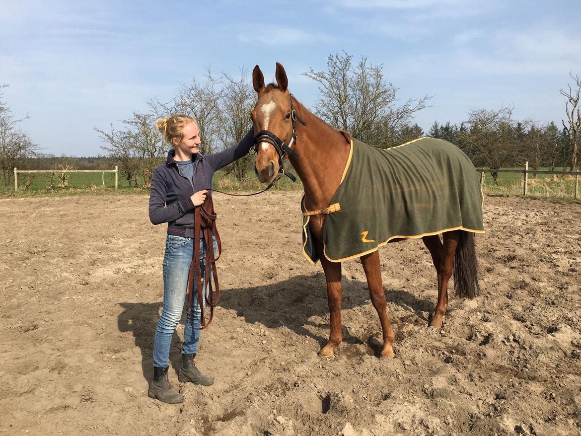 Hannoveraner Hot Zarina billede 5