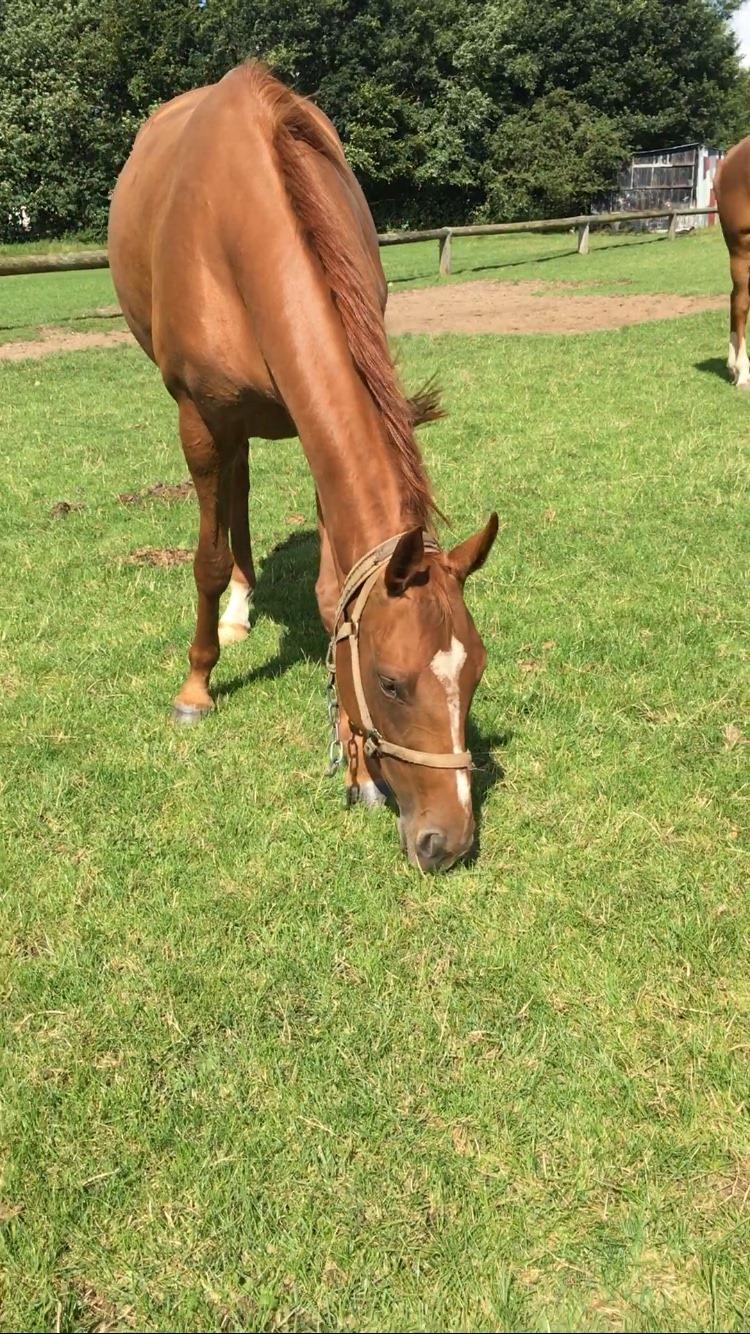 Hannoveraner Hot Zarina billede 2