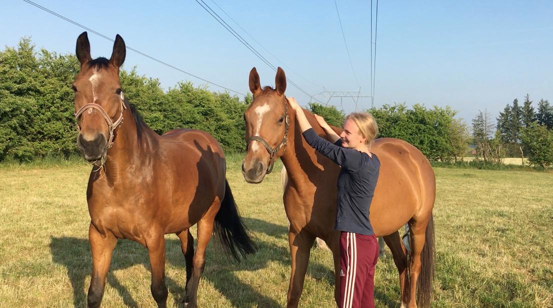 Hannoveraner Hot Zarina billede 7