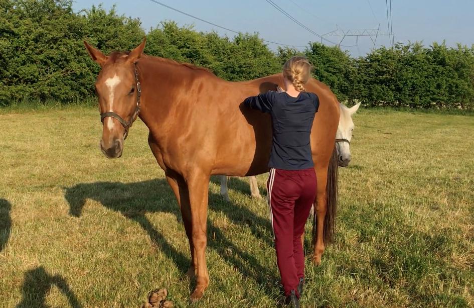 Hannoveraner Hot Zarina billede 8