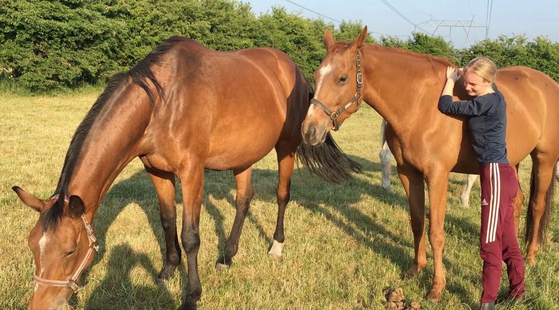 Hannoveraner Hot Zarina billede 6