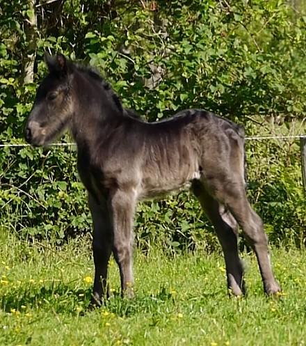 Fell pony Eise fan e Seadwei - Føl billede 2