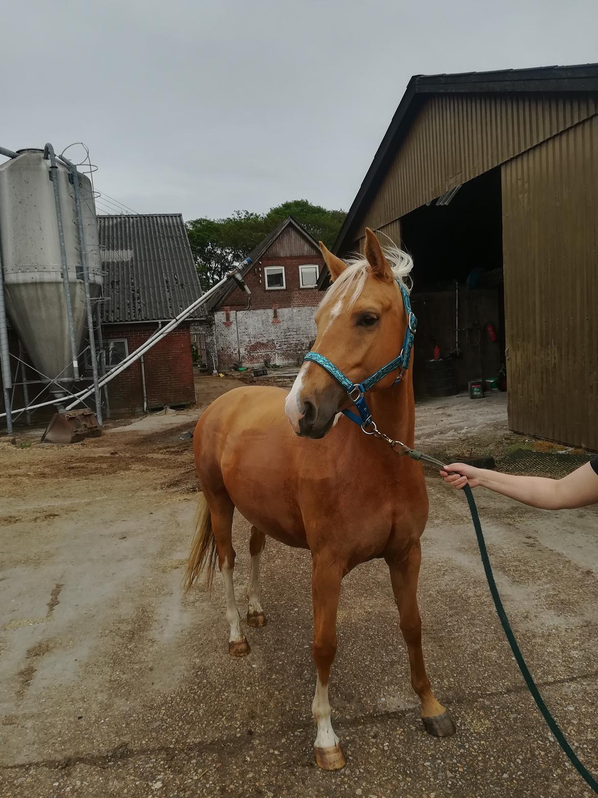 Palomino Sunzett golden delicious billede 1