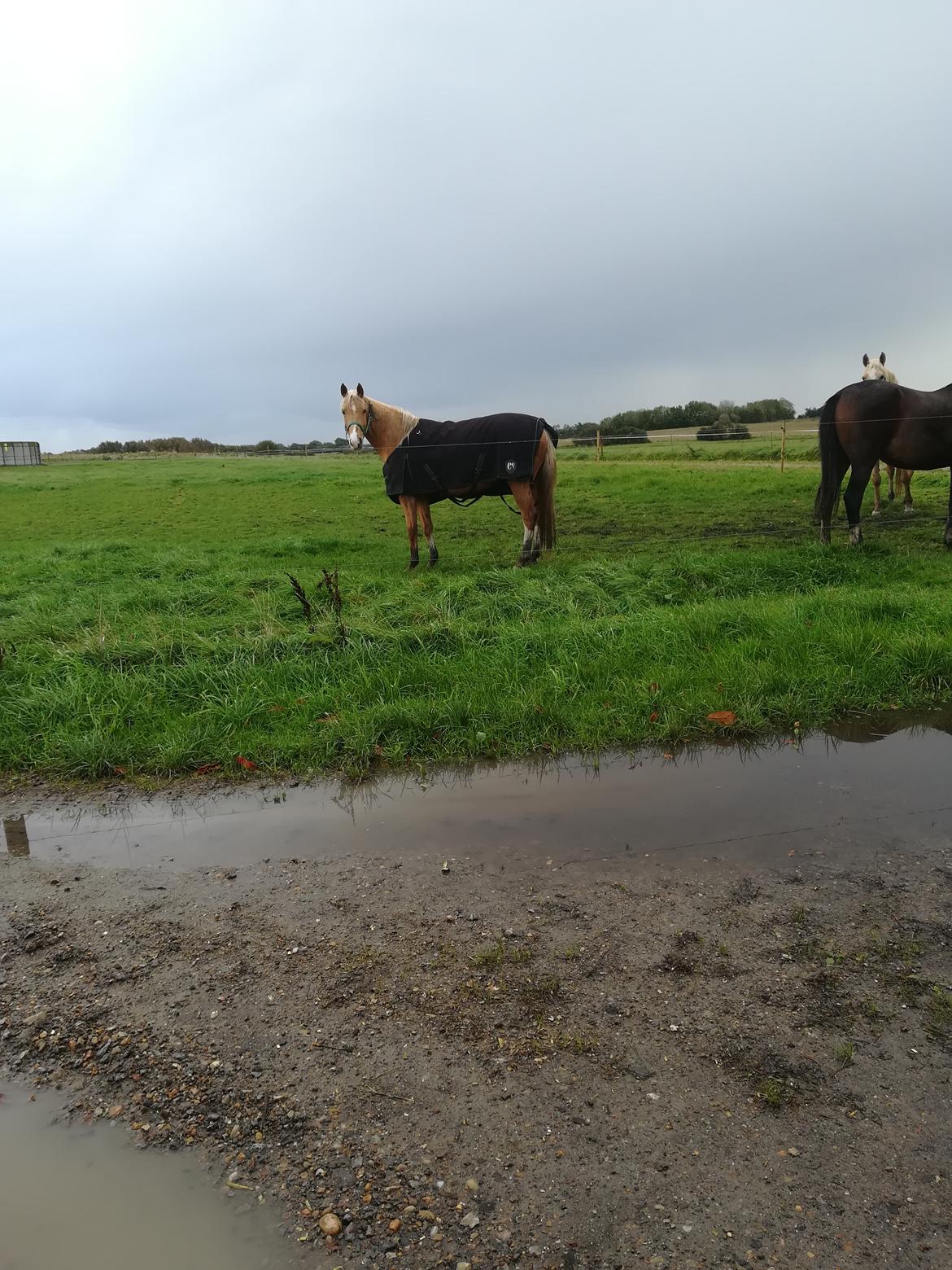 Palomino Sunzett golden delicious billede 4