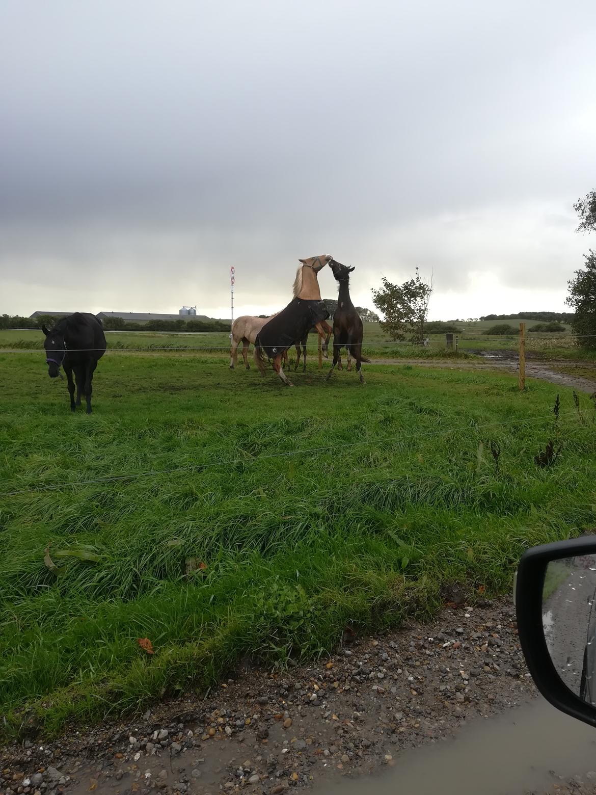 Palomino Sunzett golden delicious billede 5