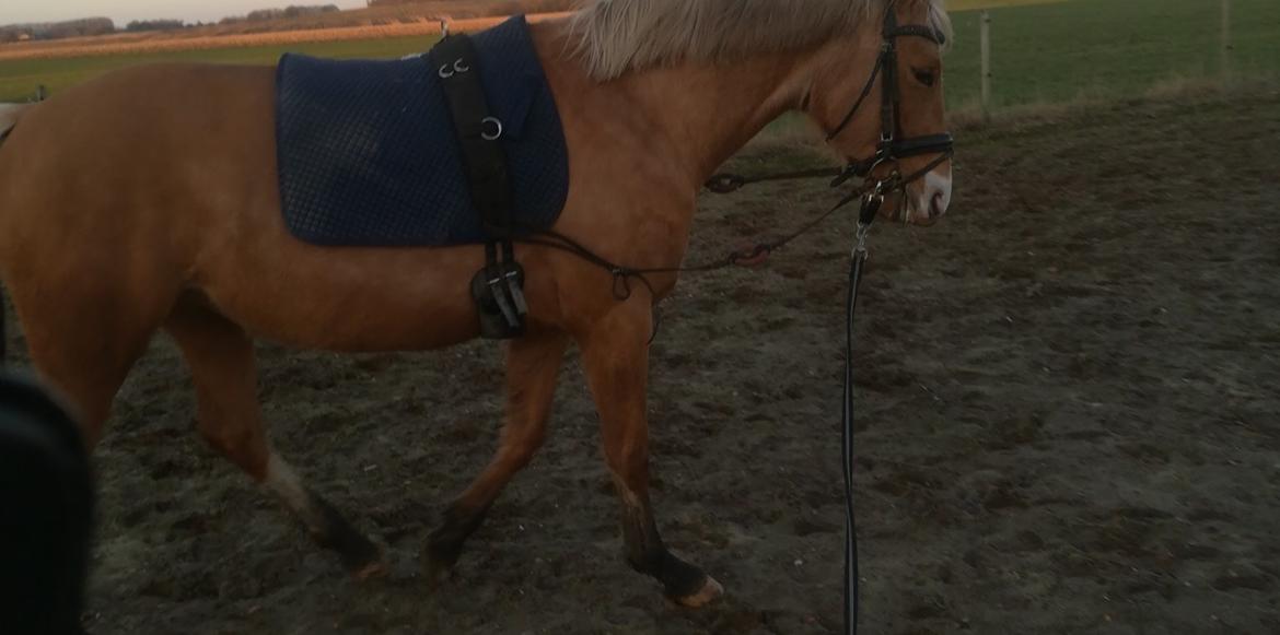 Palomino Sunzett golden delicious billede 3