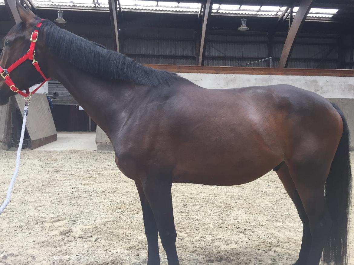 Dansk Varmblod Vong's Ar(a)gon - Billede fra August 2019 billede 7