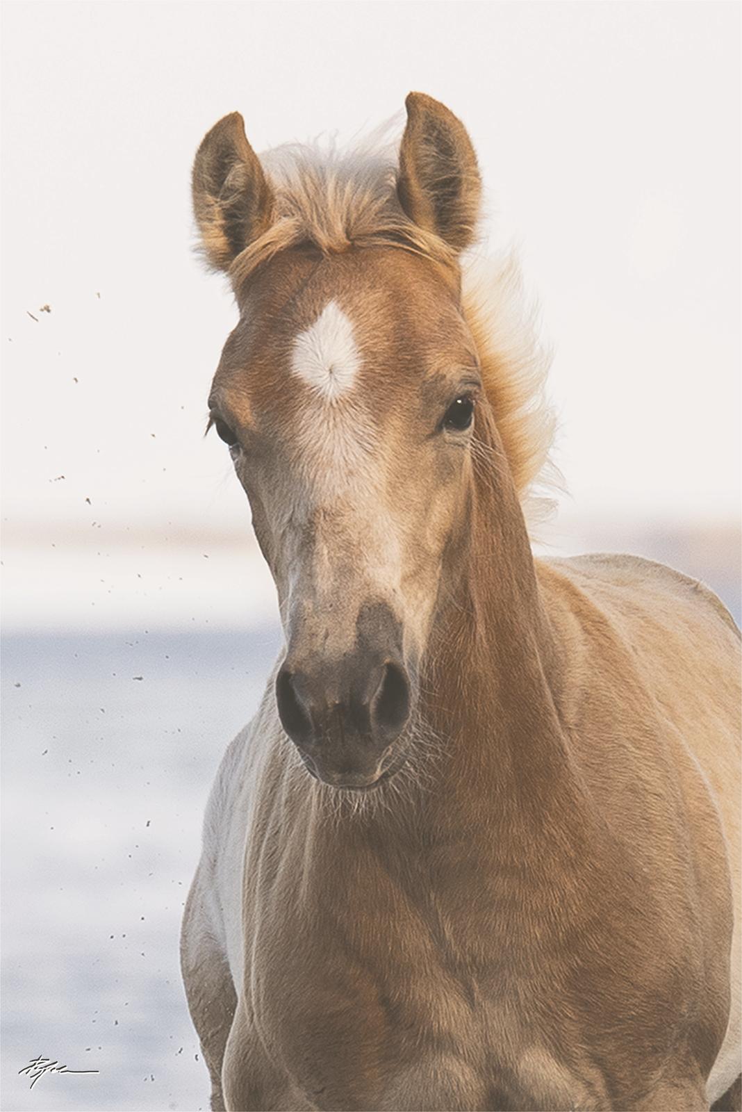 Haflinger Narciso W. K. - d.03.08.2019 billede 9