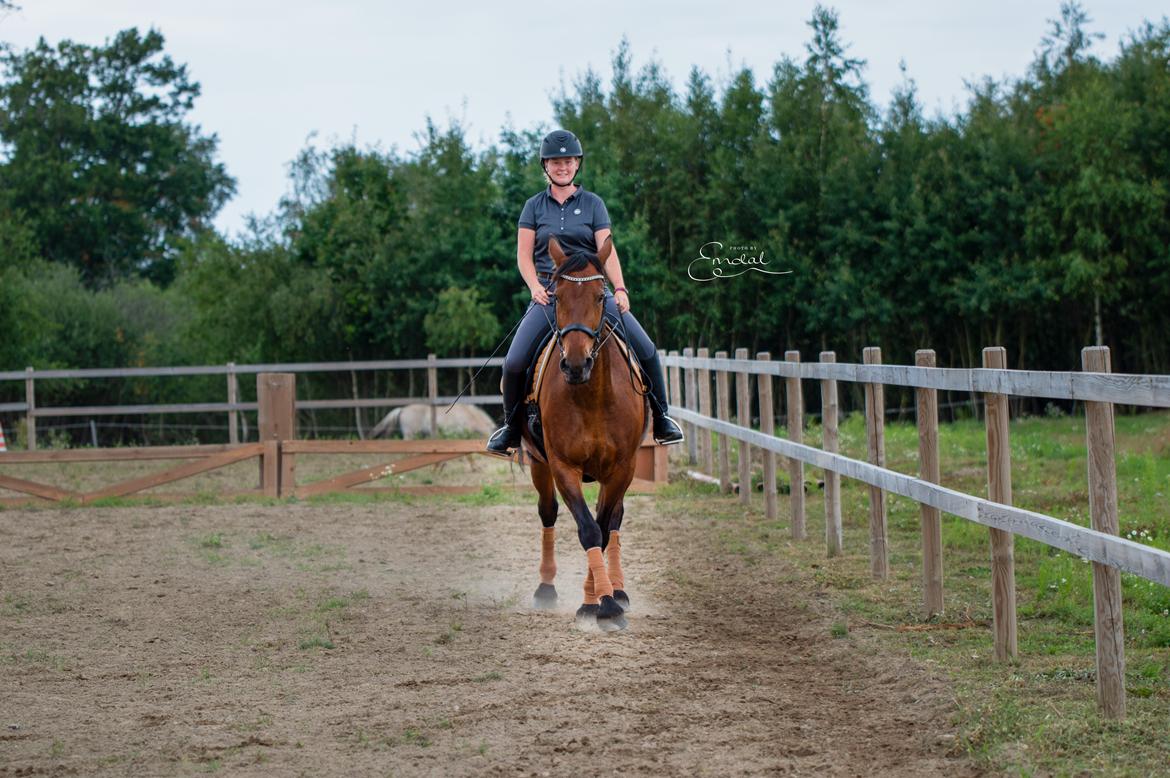 Anden særlig race Mr. Moonwalk | Himmelhest - Schenkelvigning i trav. Photo by Emdal  billede 6