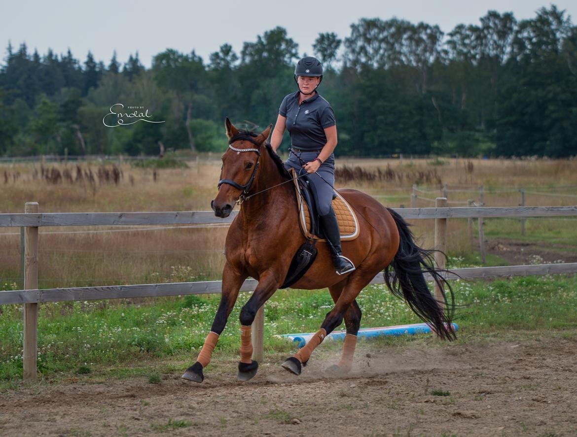 Anden særlig race Mr. Moonwalk | Himmelhest - Photo by Emdal  billede 18