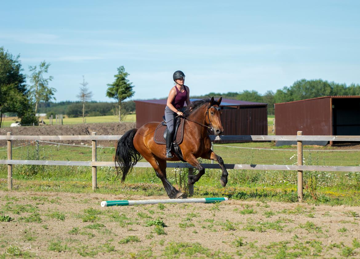 Anden særlig race Mr. Moonwalk | Himmelhest - Kursus ved Amanda Barton 2019. Photo by Emdal  billede 1