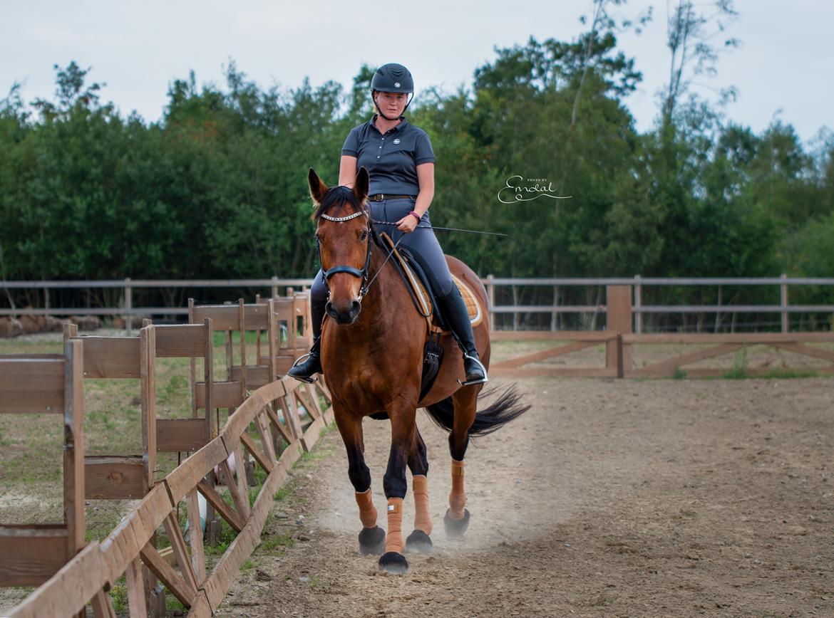 Anden særlig race Mr. Moonwalk | Himmelhest - Traversade juli 2019. Photo by Emdal  billede 20