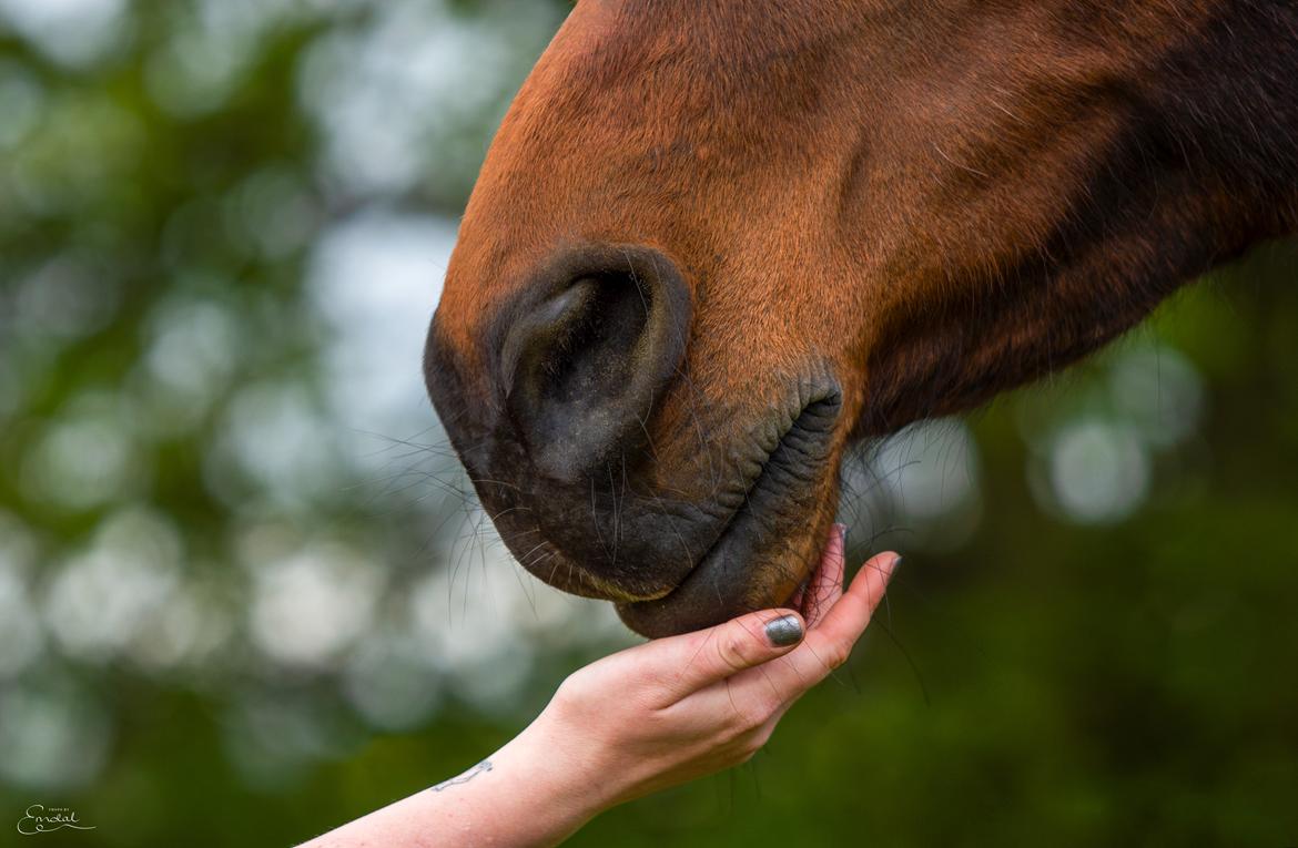 Anden særlig race Flicka <3 | Himmelhest  - Photo by Emdal  billede 18