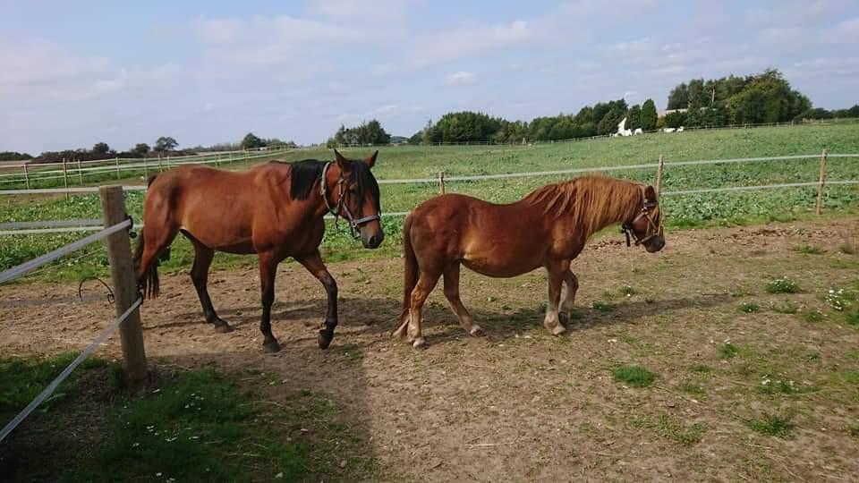 Gotlandsruss Dioni M aka Djuni billede 9