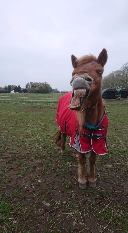 Gotlandsruss Dioni M aka Djuni billede 11