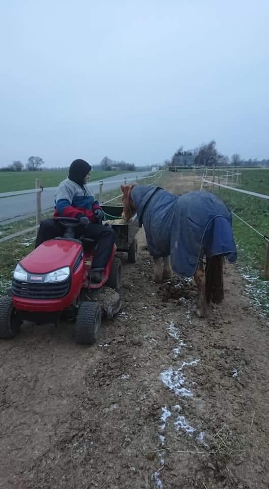 Gotlandsruss Dioni M aka Djuni billede 12