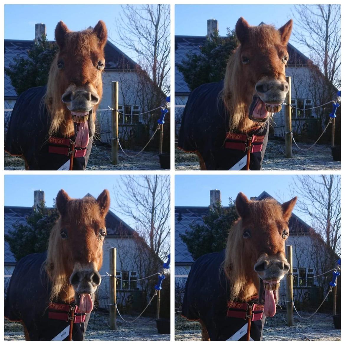 Gotlandsruss Dioni M aka Djuni billede 13