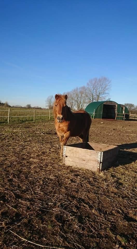 Gotlandsruss Dioni M aka Djuni billede 14