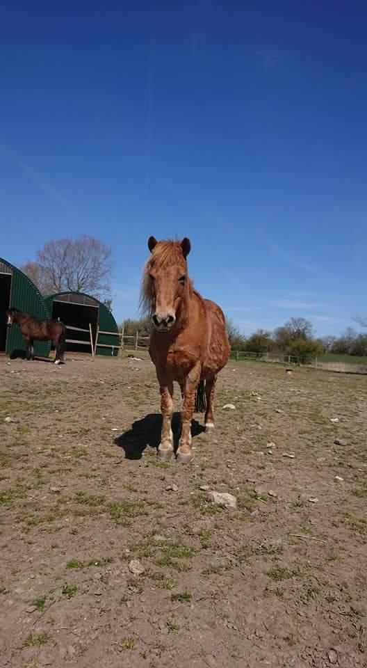 Gotlandsruss Dioni M aka Djuni billede 15