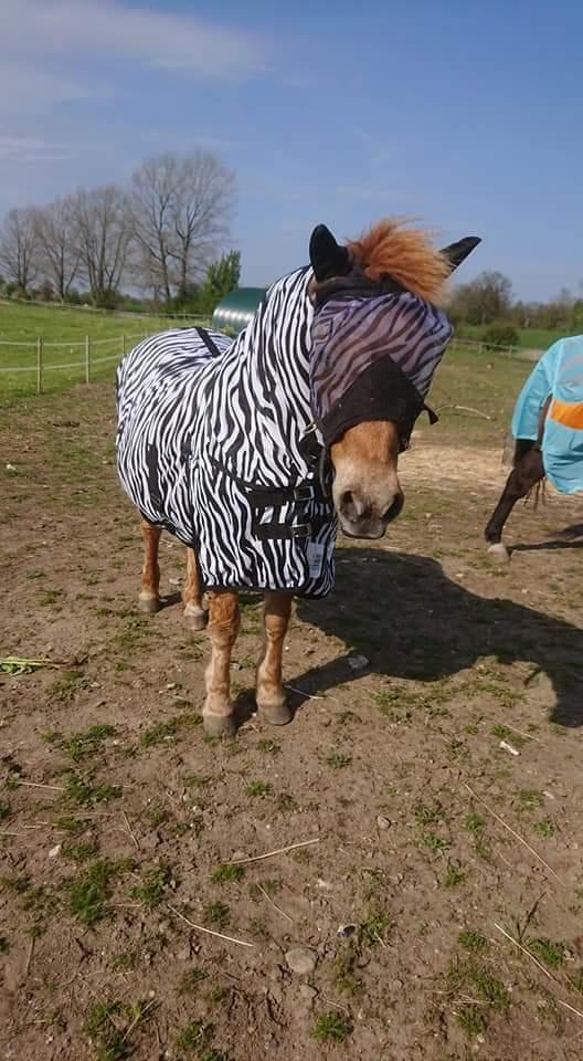 Gotlandsruss Dioni M aka Djuni billede 16