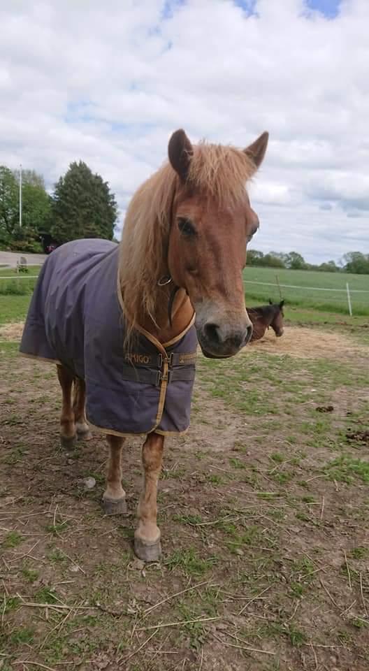 Gotlandsruss Dioni M aka Djuni billede 17